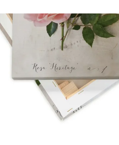 Rosa - obraz na płótnie