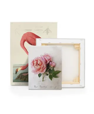 Rosa - obraz na płótnie