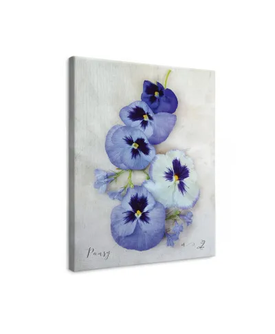 Pansy - obraz na płótnie