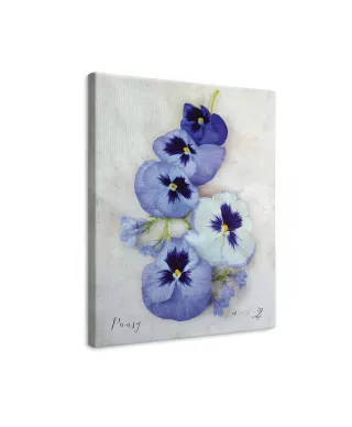 Pansy - obraz na płótnie