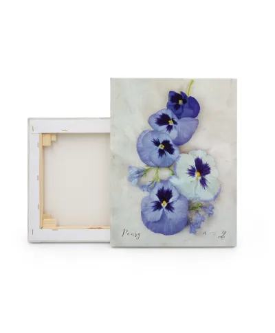 Pansy - obraz na płótnie