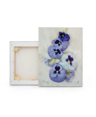 Pansy - obraz na płótnie
