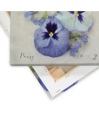 Pansy - obraz na płótnie