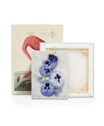 Pansy - obraz na płótnie