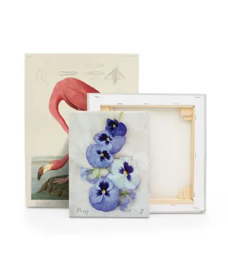 Pansy - obraz na płótnie