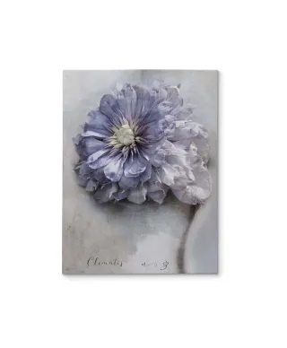Clematis - obraz na płótnie