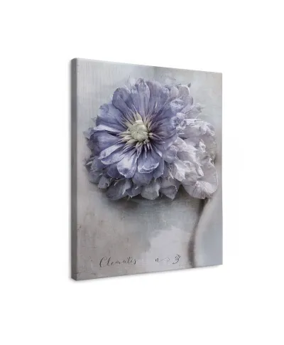 Clematis - obraz na płótnie