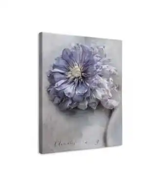 Clematis - obraz na płótnie