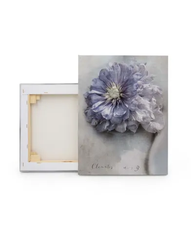 Clematis - obraz na płótnie