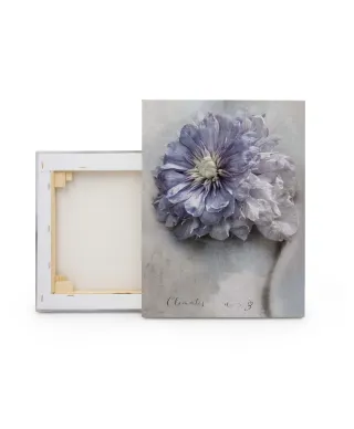 Clematis - obraz na płótnie