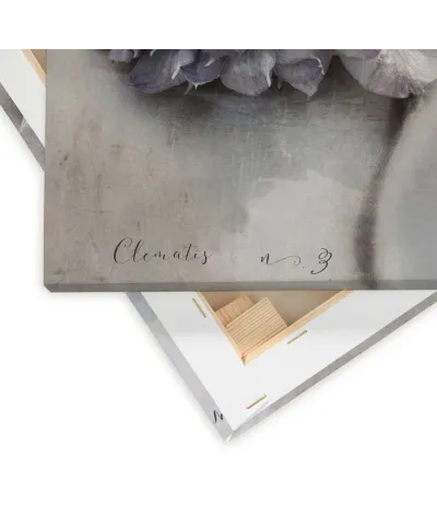 Clematis - obraz na płótnie