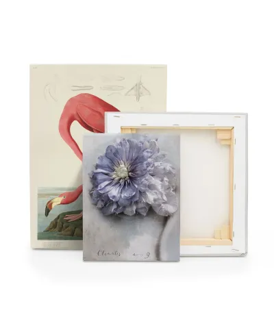 Clematis - obraz na płótnie