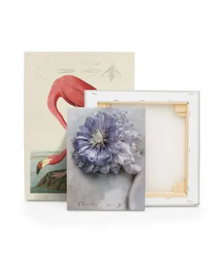 Clematis - obraz na płótnie