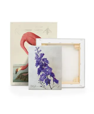 Delphinium - obraz na płótnie