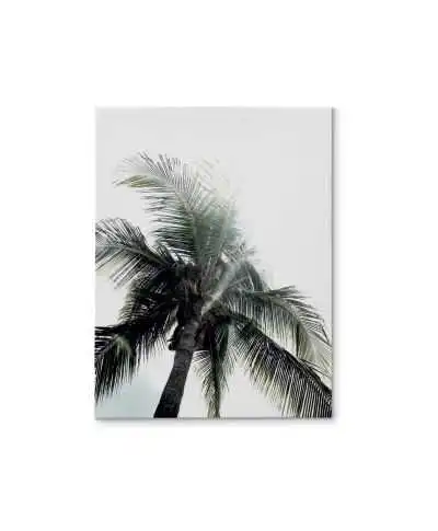 Panama Palms - obraz na płótnie