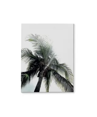 Panama Palms - obraz na płótnie