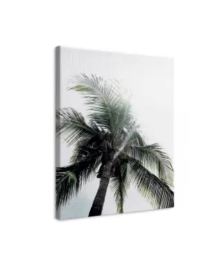 Panama Palms - obraz na płótnie