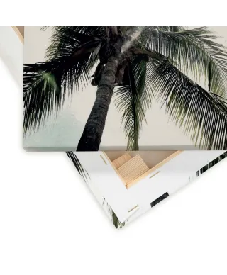 Panama Palms - obraz na płótnie