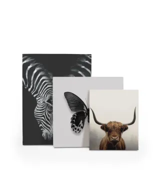 Douglas - obraz na płótnie