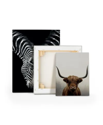 Douglas - obraz na płótnie