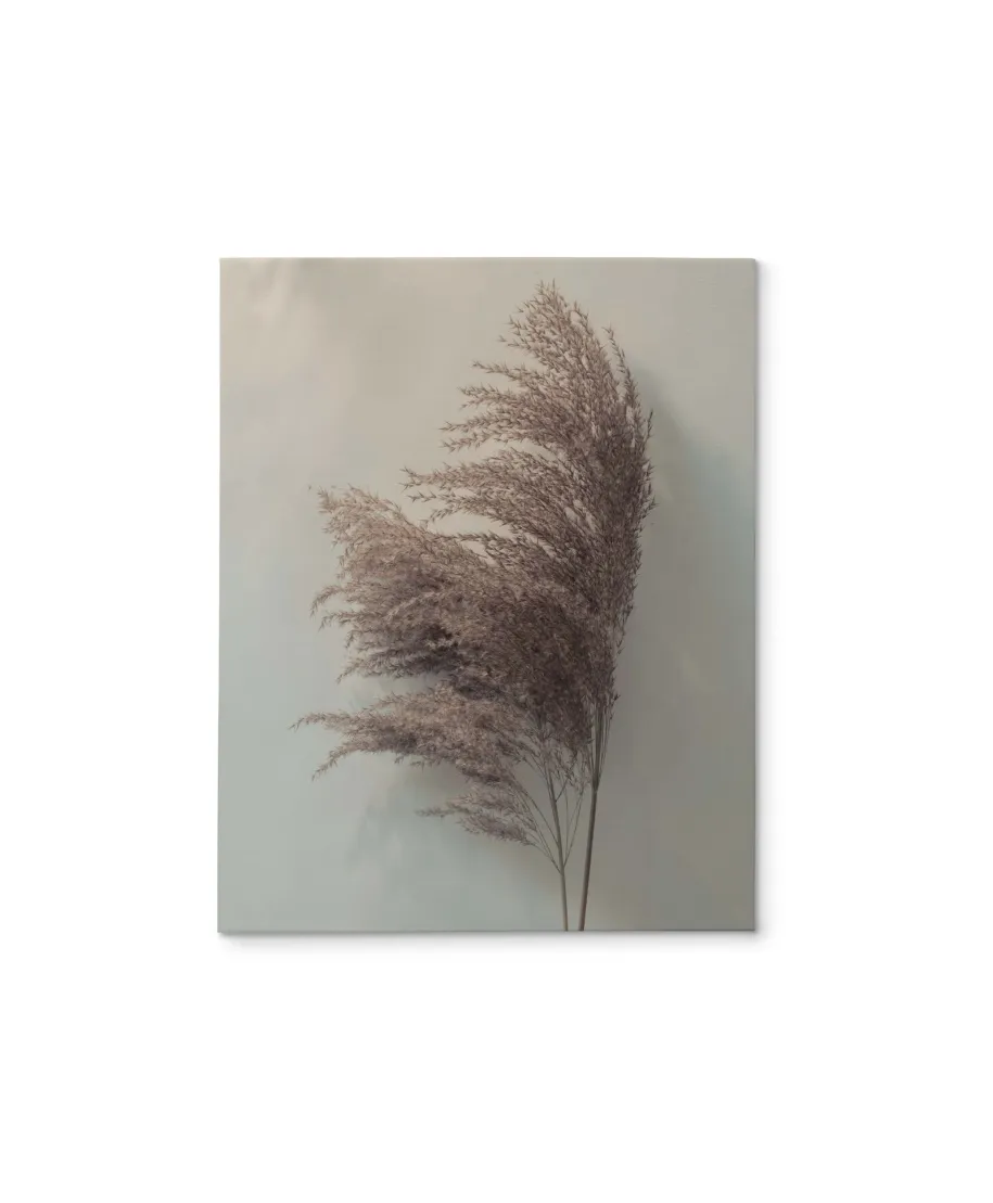 Pampus Grass II - obraz na płótnie