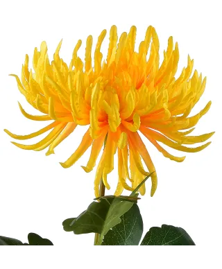 VIRIDIS Kwiat sztuczny Chryzantema gałązka 70cm AW25