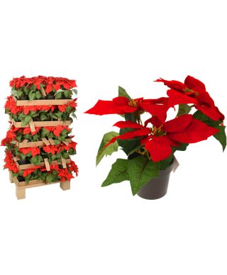 Kwiat Gwiazda Betlejemska 19cm