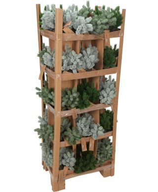 CHOINKA W CZARNEJ DONICZCE 22CM