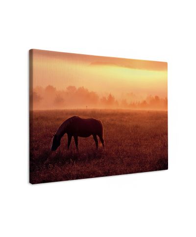 Horse In Pasture - obraz na płótnie