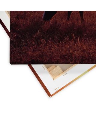 Horse In Pasture - obraz na płótnie