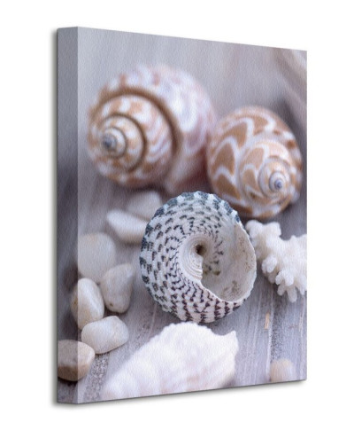 Shells and Pebble - Obraz na płótnie