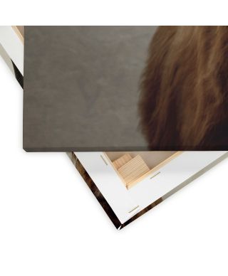 Douglas - obraz na płótnie