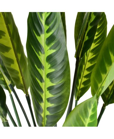 VIRIDIS Sztuczny kwiat kalatea 15x14x109cm