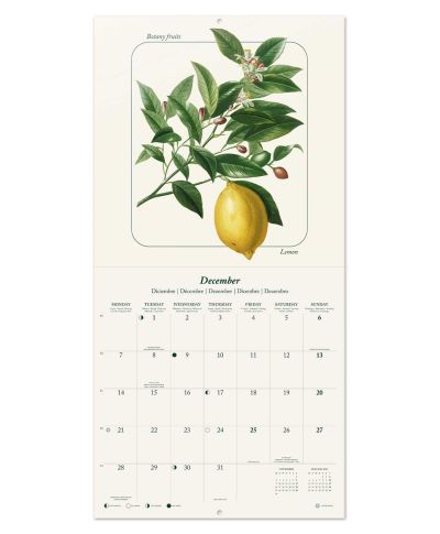 Owoce - kalendarz ścienny 2026