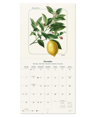 Owoce - kalendarz ścienny 2026