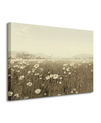 Field of Daisies - Obraz na płótnie