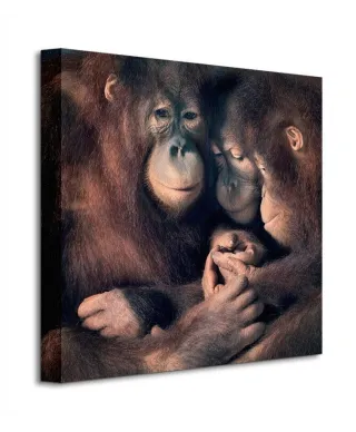 Obraz ścienny - Orangutan Family - 40x40 cm