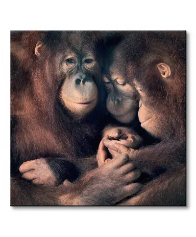 Obraz ścienny - Orangutan Family - 40x40 cm
