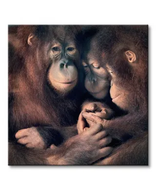 Obraz ścienny - Orangutan Family - 40x40 cm
