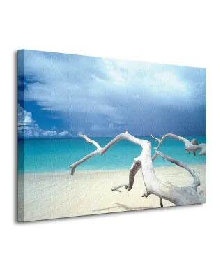 Driftwood, Antigua - Obraz na płótnie