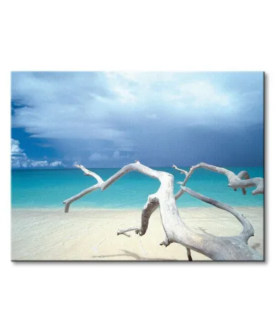 Driftwood, Antigua - Obraz na płótnie