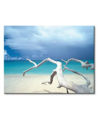 Driftwood, Antigua - Obraz na płótnie